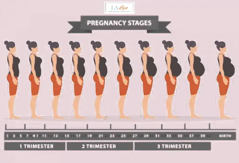 First Trimester (Weeks 1–12): Early Changes You Might Not Notice Windlesham
